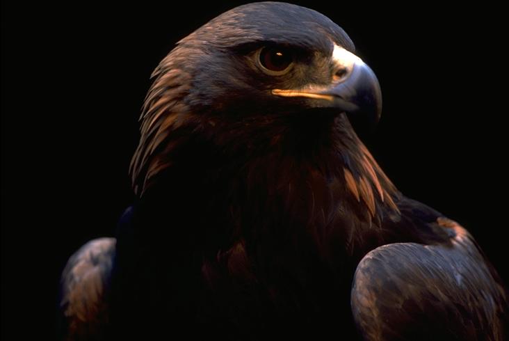 Golden Eagle (captive), OR

