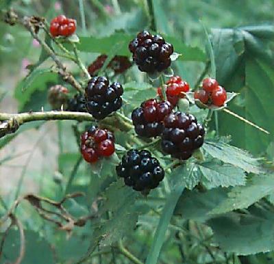 photo - Blackberries
