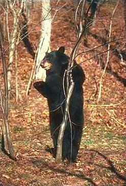 Standing Black Bear Photo