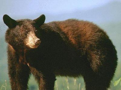 Black Bear Photo
