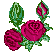 Roses and Buds