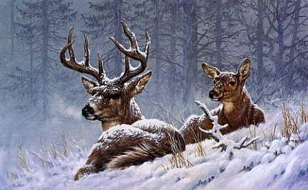 Buck and Doe Whitetail Deer - Winter Scene
