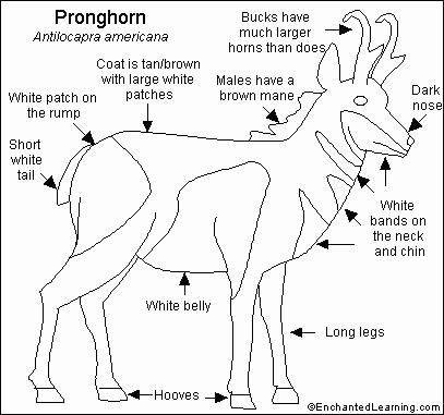 Pronghorn Coloring