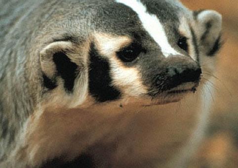 Badger (closeup)
