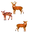 Animated Deers