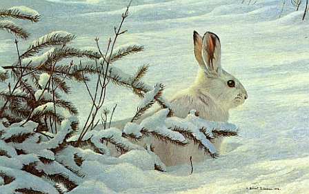 Winter Scenne - Snowshoe Hare