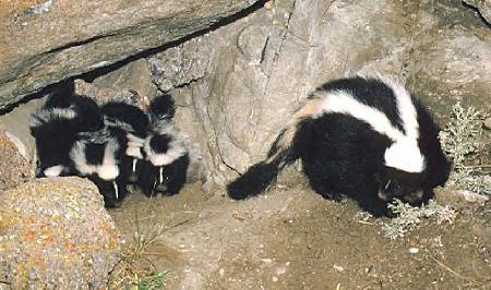 Striped Skunk and babies