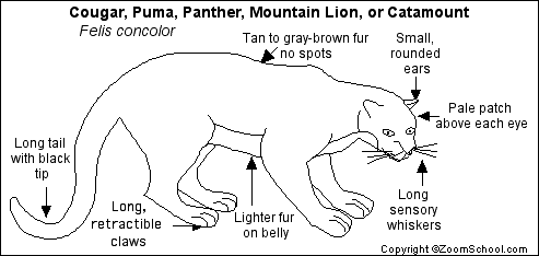 Moutain Lion Coloring Picture
