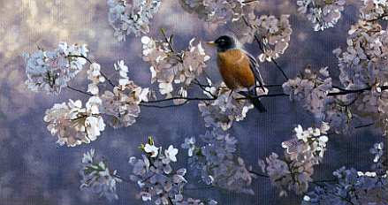 Robin Among Apple Blossoms