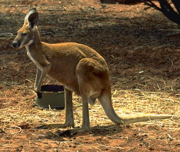 Red Kangaroo standing