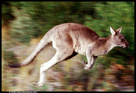 Red Kangaroo in motion