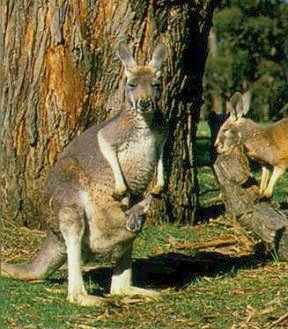 Red Kangaroo and Joey