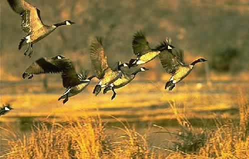 Geese Taking Flight
