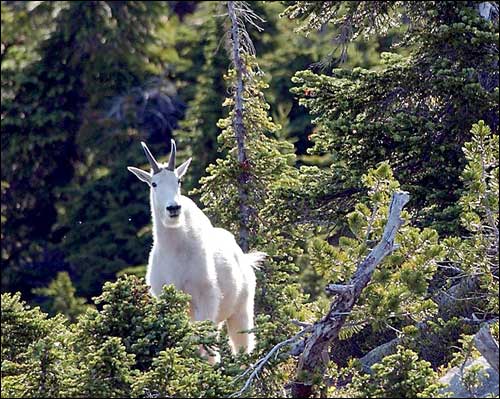 Mountain Goat photo by Alicia Hansen Seattle Times