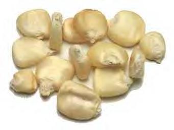 White Corn kernels