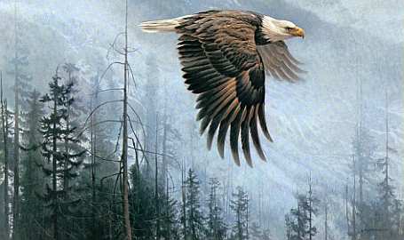 Bald Eagle painting by Robert Bateman