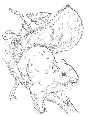 Gray Squirrel Coloring Picture