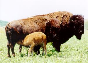 Buffalo Bull, Cow and Calf