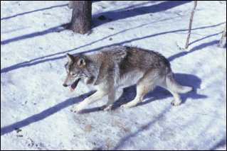 Gray (Timber) Wolf