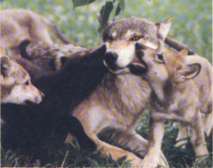 Wolf and pups