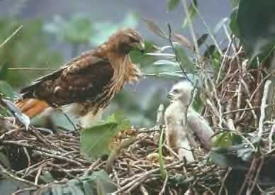 Redtailed Hawk and Chicks
