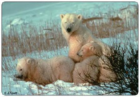 Poler Bear Mother and Cubs