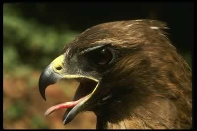 Redtailed Hawk Head