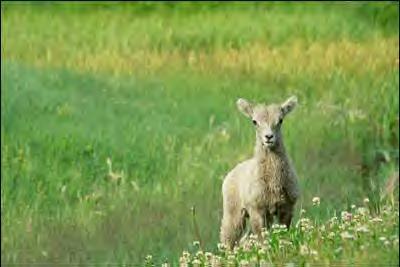 Bighorn Lamb