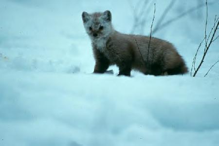 Pine Martin in the snow
