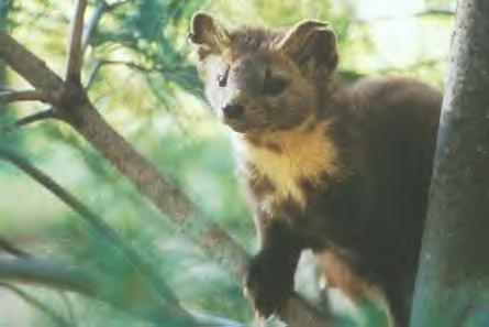 Pine Martin in a tree