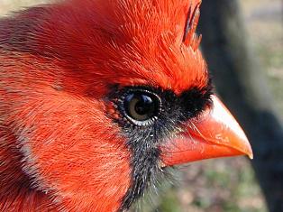 Male Cardinal Head