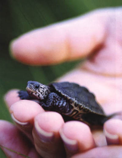 More than a symbol of the University of Maryland, the diamondback terrapin represents the State of Maryland's rich natural heritage, one born largely of water and the Chesapeake Bay.