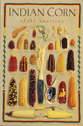 Indian Corn of the Americas