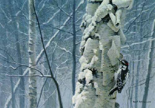 Hairy Woodpecker by RobertBateman
