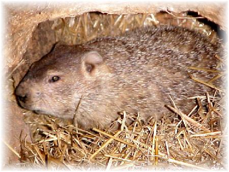 Groundhog in burrow