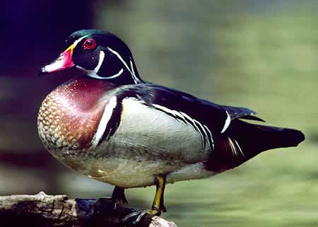 Wood Duck Drake (male)