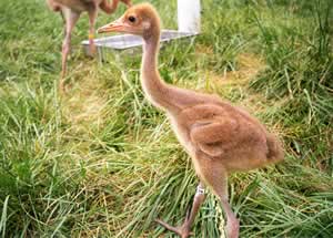 Whooping Crane - age 25 days