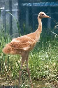 Whooping Crane - age 45 days