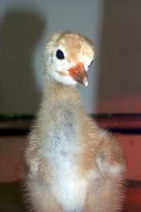 Whooping Crane - age 5 days