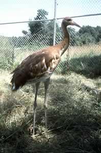 Whooping Crane - age 65 days