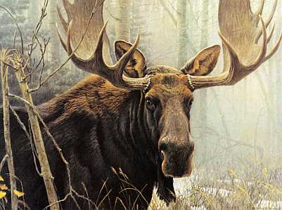 Bull Moose by Robert Bateman