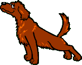 Red Setter Dog