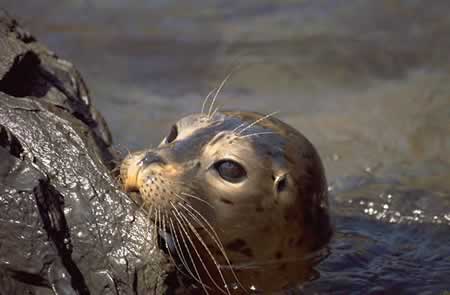 Harbor Seal Face