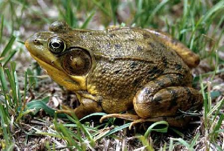 Adult Green Frog