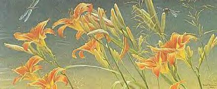 Daylillies and Dragonflies