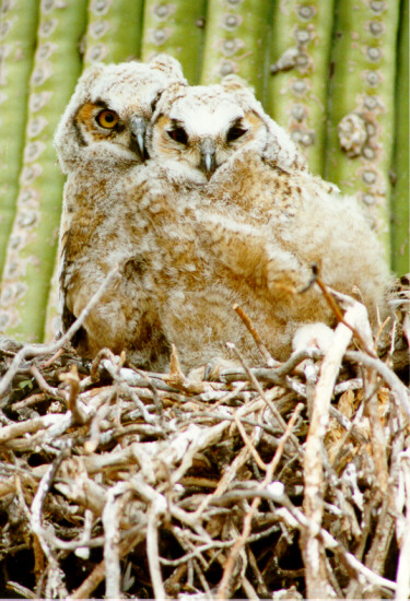 Great Horned Owl owlets