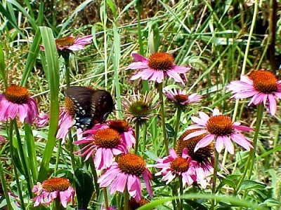 Purple Coneflowers and Butterfly