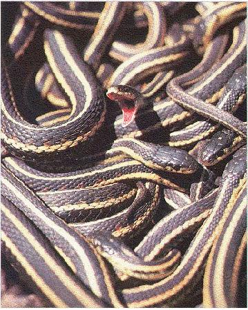Common Garter Snakes