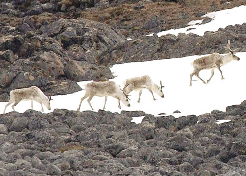 Caribou graze in an area north of Upper Base in Iqaluit.