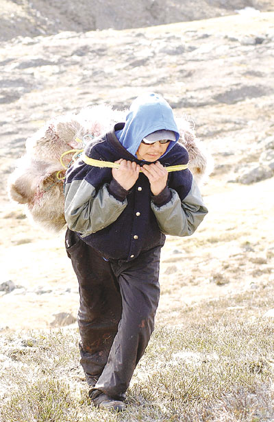 Kakee Joamie carries about 70 kilograms of caribou meat back to the truck.